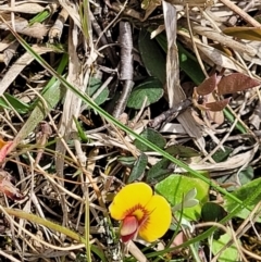 Bossiaea prostrata at Mitchell, ACT - 26 Sep 2022
