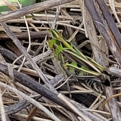 Perala viridis (Spring buzzer) at Crace Grasslands - 26 Sep 2022 by trevorpreston