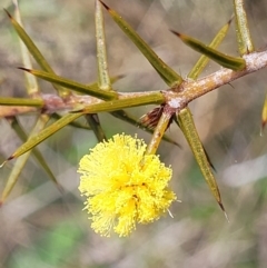 Acacia ulicifolia (Prickly Moses) at Crace Grasslands - 26 Sep 2022 by trevorpreston