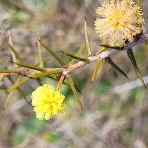 Acacia ulicifolia at Mitchell, ACT - 26 Sep 2022