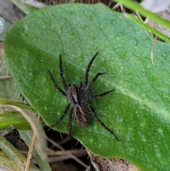 Venatrix sp. (genus) (Unidentified Venatrix wolf spider) at Crace Grasslands - 26 Sep 2022 by trevorpreston