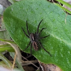 Venatrix sp. (genus) at Mitchell, ACT - 26 Sep 2022