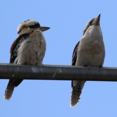 Dacelo novaeguineae (Laughing Kookaburra) at Greenway, ACT - 26 Sep 2022 by RodDeb