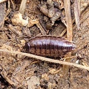 Philosciidae (family) at Mitchell, ACT - 26 Sep 2022