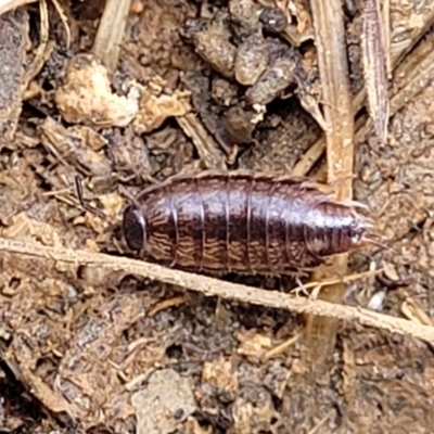 Philosciidae (family) (A terrestrial ispodod) at Crace Grasslands - 26 Sep 2022 by trevorpreston