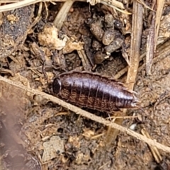 Philosciidae (family) at Mitchell, ACT - 26 Sep 2022