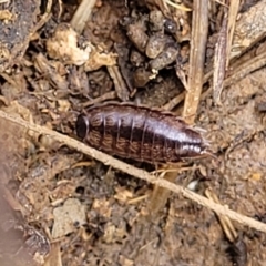 Philosciidae (family) at Mitchell, ACT - 26 Sep 2022