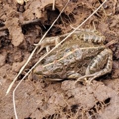 Limnodynastes tasmaniensis (Spotted Grass Frog) at Mitchell, ACT - 26 Sep 2022 by trevorpreston