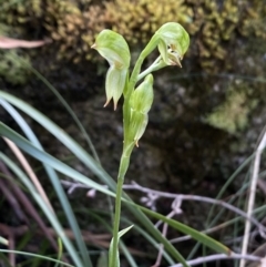 Bunochilus sp. (Leafy Greenhood) at Paddys River, ACT - 26 Sep 2022 by PennyD