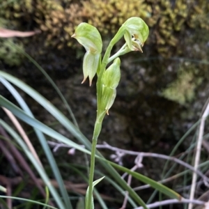 Bunochilus sp. at Paddys River, ACT - 26 Sep 2022