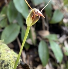Pterostylis pedunculata (Maroonhood) at Paddys River, ACT - 26 Sep 2022 by PennyD
