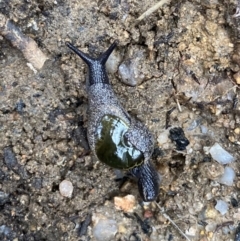 Helicarion cuvieri (A Semi-slug) at Paddys River, ACT - 26 Sep 2022 by PennyD