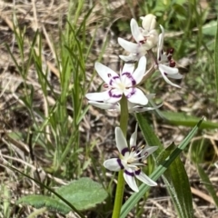 Wurmbea dioica subsp. dioica (Early Nancy) at Watson, ACT - 26 Sep 2022 by Steve_Bok