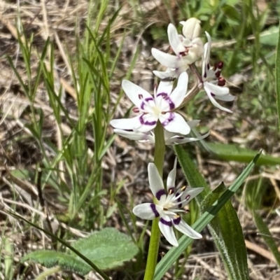 Wurmbea dioica subsp. dioica (Early Nancy) at Watson, ACT - 26 Sep 2022 by SteveBorkowskis