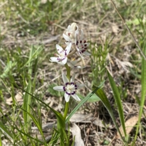 Wurmbea dioica subsp. dioica at Watson, ACT - 26 Sep 2022 10:56 AM