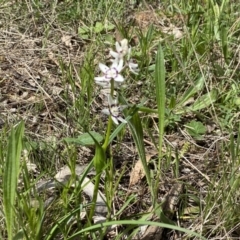 Wurmbea dioica subsp. dioica at Watson, ACT - 26 Sep 2022 10:56 AM