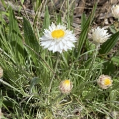 Leucochrysum albicans subsp. tricolor (Hoary Sunray) at Mount Majura - 26 Sep 2022 by SteveBorkowskis