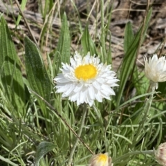 Leucochrysum albicans subsp. tricolor at Watson, ACT - 26 Sep 2022