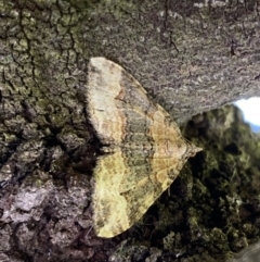 Epyaxa sodaliata (Sodaliata Moth, Clover Moth) at Mount Majura - 25 Sep 2022 by Steve_Bok