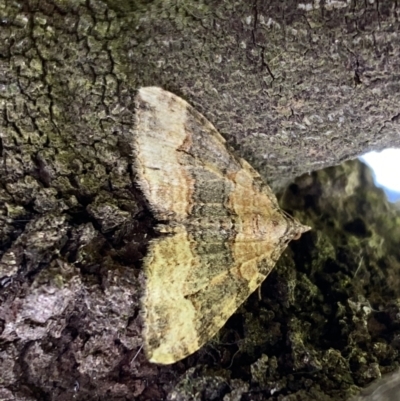 Epyaxa sodaliata (Sodaliata Moth, Clover Moth) at Mount Majura - 25 Sep 2022 by SteveBorkowskis