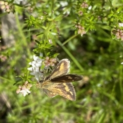 Taractrocera papyria (White-banded Grass-dart) at Watson, ACT - 26 Sep 2022 by SteveBorkowskis