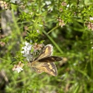 Taractrocera papyria at Watson, ACT - 26 Sep 2022