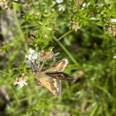 Taractrocera papyria at Watson, ACT - 26 Sep 2022