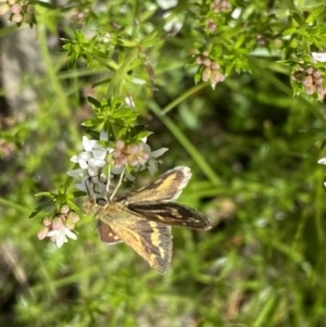 Taractrocera papyria at Watson, ACT - 26 Sep 2022 12:16 PM