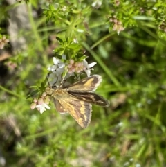 Taractrocera papyria at Watson, ACT - 26 Sep 2022 12:16 PM