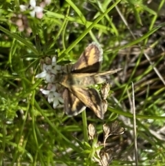 Taractrocera papyria at Watson, ACT - 26 Sep 2022 12:16 PM