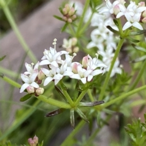 Asperula conferta at Watson, ACT - 26 Sep 2022