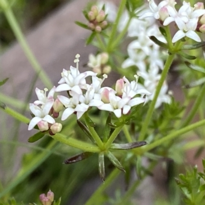 Asperula conferta (Common Woodruff) at Watson, ACT - 26 Sep 2022 by Steve_Bok