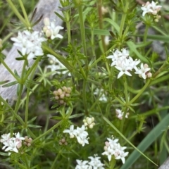 Asperula conferta at Watson, ACT - 26 Sep 2022