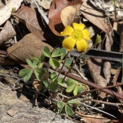 Oxalis sp. (Wood Sorrel) at Numeralla, NSW - 25 Sep 2022 by SteveBorkowskis