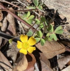 Oxalis sp. at Numeralla, NSW - 25 Sep 2022