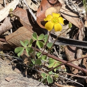 Oxalis sp. at Numeralla, NSW - 25 Sep 2022