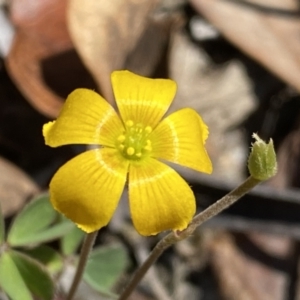 Oxalis sp. at Numeralla, NSW - 25 Sep 2022