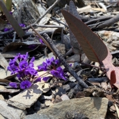 Hardenbergia violacea (False Sarsaparilla) at Numeralla, NSW - 25 Sep 2022 by SteveBorkowskis