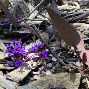 Hardenbergia violacea at Numeralla, NSW - 25 Sep 2022