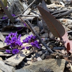 Hardenbergia violacea (False Sarsaparilla) at Numeralla, NSW - 25 Sep 2022 by Steve_Bok