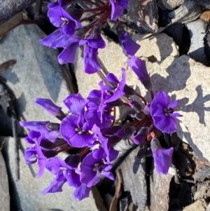 Hardenbergia violacea at Numeralla, NSW - 25 Sep 2022 11:13 AM