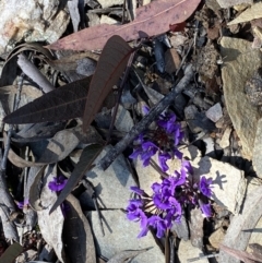 Hardenbergia violacea at Numeralla, NSW - 25 Sep 2022