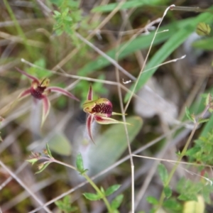 Caladenia actensis at suppressed - suppressed