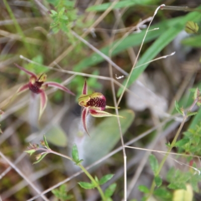 Caladenia actensis (Canberra Spider Orchid) at Mount Majura - 26 Sep 2022 by petersan