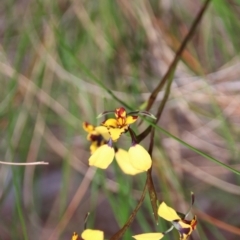 Diuris pardina (Leopard Doubletail) at Mount Majura - 26 Sep 2022 by petersan