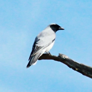 Coracina novaehollandiae at Throsby, ACT - 26 Sep 2022