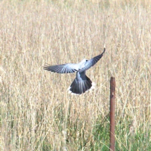 Coracina novaehollandiae at Throsby, ACT - 26 Sep 2022