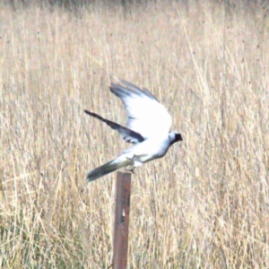 Coracina novaehollandiae at Throsby, ACT - 26 Sep 2022