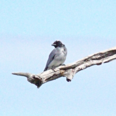 Coracina novaehollandiae at Throsby, ACT - 26 Sep 2022 12:11 PM