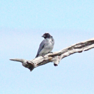 Coracina novaehollandiae at Throsby, ACT - 26 Sep 2022